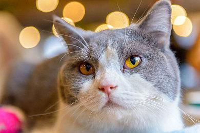 《天国：拯救2》媒体赞誉宣传片 好评不断玩家爱玩